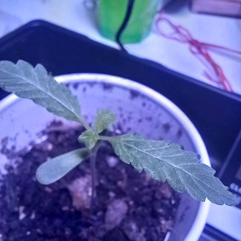 ChicaliWeed420 #1 growlog timeline photo
