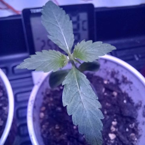 ChicaliWeed420 #1 growlog timeline photo