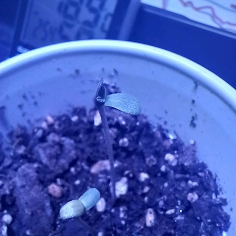 ChicaliWeed420 #1 growlog timeline photo