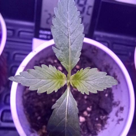 ChicaliWeed420 #1 growlog timeline photo