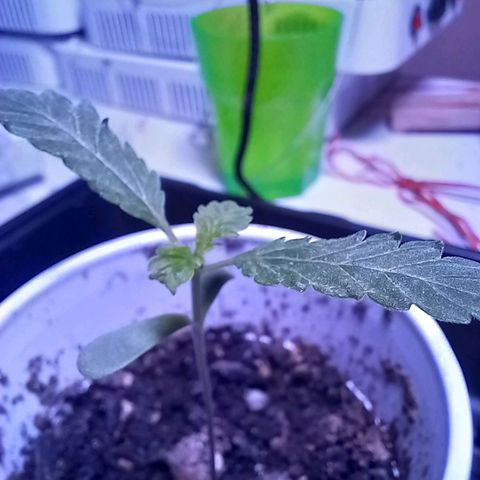 ChicaliWeed420 #1 growlog timeline photo