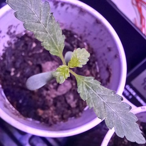 ChicaliWeed420 #1 growlog timeline photo