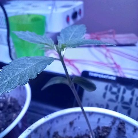 ChicaliWeed420 #1 growlog timeline photo