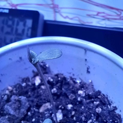 ChicaliWeed420 #1 growlog timeline photo