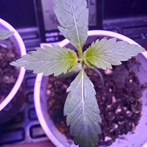 ChicaliWeed420 #1 growlog timeline photo