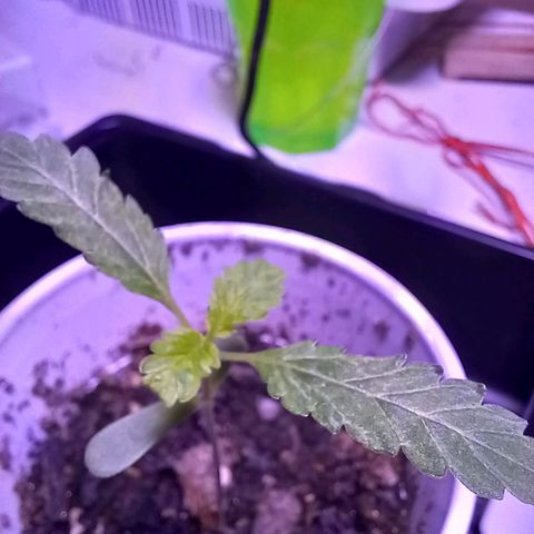 ChicaliWeed420 #1 growlog timeline photo