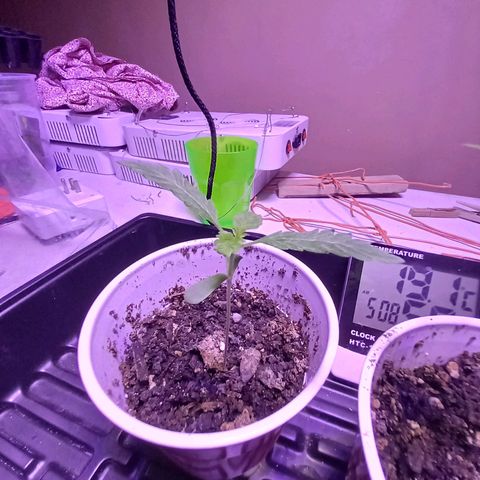 ChicaliWeed420 #1 growlog timeline photo