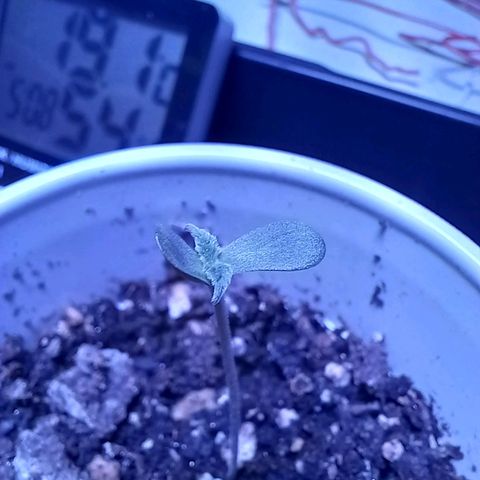 ChicaliWeed420 #1 growlog timeline photo