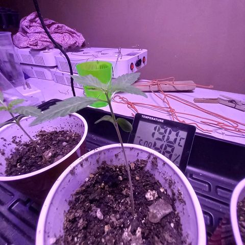 ChicaliWeed420 #1 growlog timeline photo
