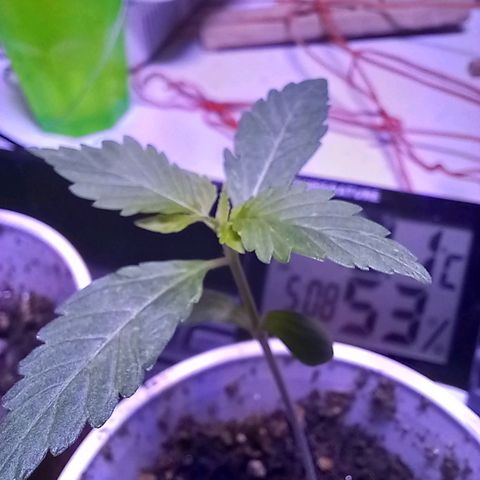 ChicaliWeed420 #1 growlog timeline photo