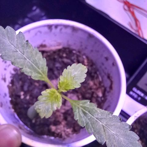 ChicaliWeed420 #1 growlog timeline photo