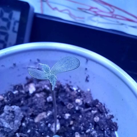 ChicaliWeed420 #1 growlog timeline photo