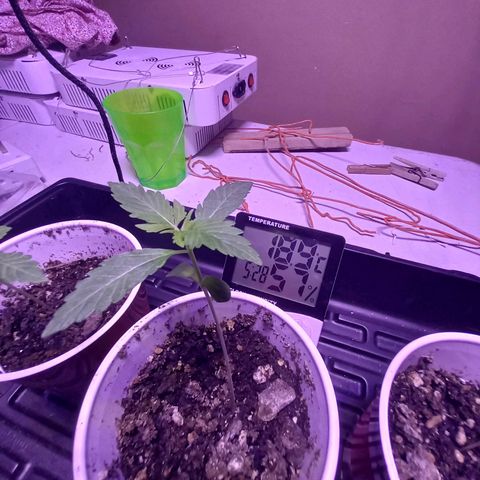 ChicaliWeed420 #1 growlog timeline photo