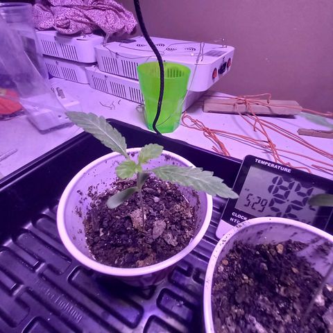 ChicaliWeed420 #1 growlog timeline photo