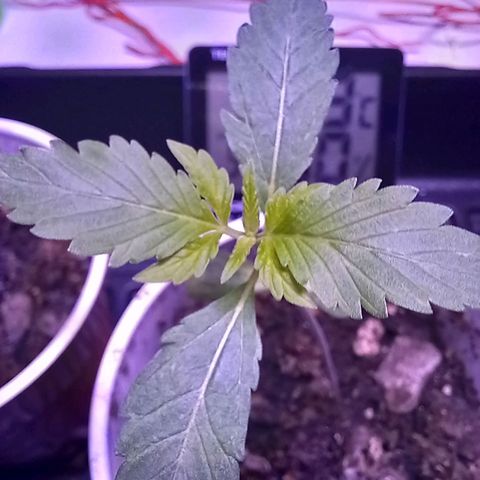 ChicaliWeed420 #1 growlog timeline photo