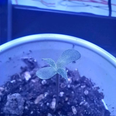 ChicaliWeed420 #1 growlog timeline photo