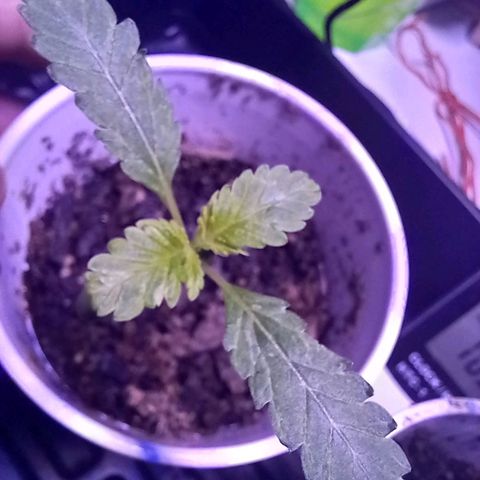 ChicaliWeed420 #1 growlog timeline photo