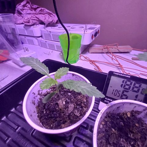 ChicaliWeed420 #1 growlog timeline photo