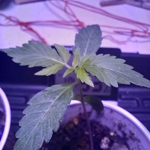 ChicaliWeed420 #1 growlog timeline photo