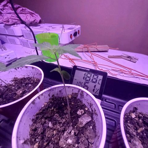 ChicaliWeed420 #1 growlog timeline photo