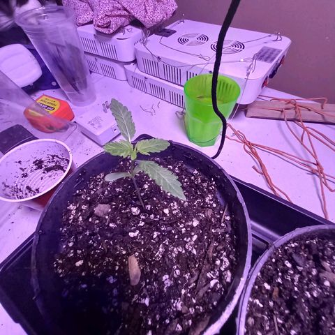 ChicaliWeed420 #1 growlog timeline photo
