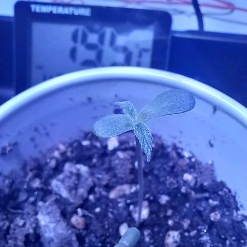 ChicaliWeed420 #1 growlog timeline photo