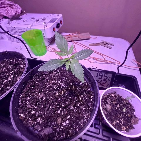 ChicaliWeed420 #1 growlog timeline photo