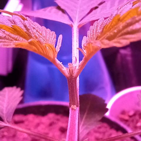 ChicaliWeed420 #1 growlog photo: Trim Apical