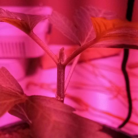 ChicaliWeed420 #1 growlog photo: Trim Apical