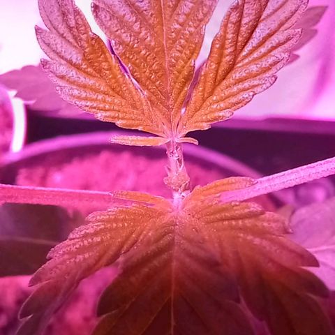 ChicaliWeed420 #1 growlog photo: Trim Apical