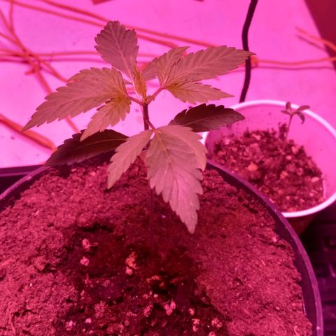 ChicaliWeed420 #1 growlog timeline photo