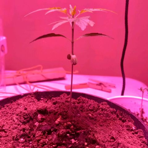 ChicaliWeed420 #1 growlog timeline photo