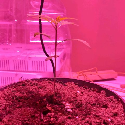 ChicaliWeed420 #1 growlog timeline photo