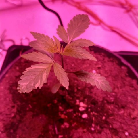 ChicaliWeed420 #1 growlog timeline photo