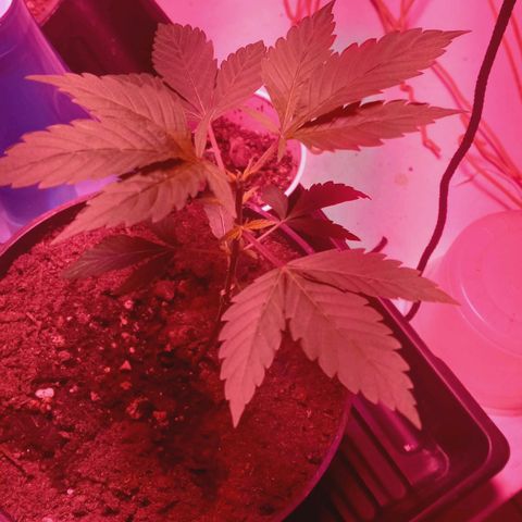 ChicaliWeed420 #1 growlog timeline photo