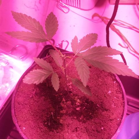 ChicaliWeed420 #1 growlog timeline photo