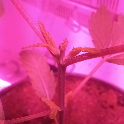 ChicaliWeed420 #1 growlog timeline photo