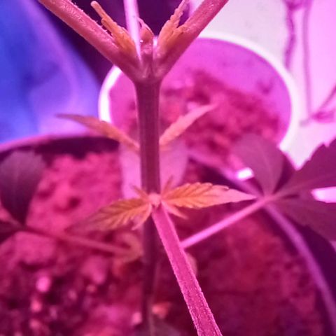 ChicaliWeed420 #1 growlog timeline photo