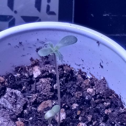 ChicaliWeed420 #1 growlog timeline photo