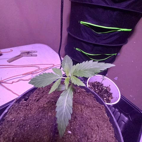 ChicaliWeed420 #1 growlog timeline photo