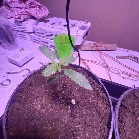 ChicaliWeed420 #1 growlog timeline photo
