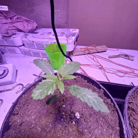 ChicaliWeed420 #1 growlog timeline photo