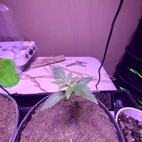 ChicaliWeed420 #1 growlog timeline photo