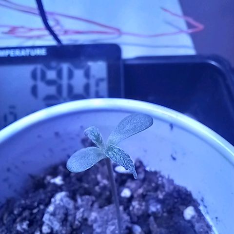 ChicaliWeed420 #1 growlog timeline photo