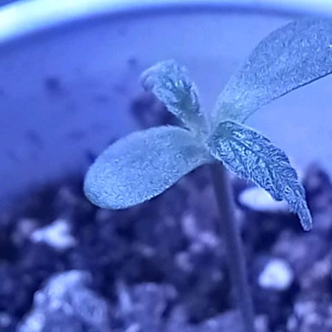 ChicaliWeed420 #1 growlog timeline photo
