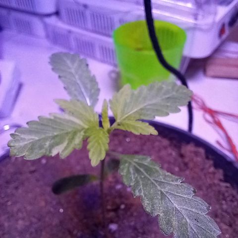 ChicaliWeed420 #1 growlog timeline photo