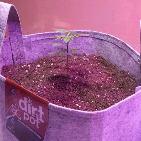 ChicaliWeed420 #1 growlog timeline photo