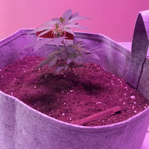 ChicaliWeed420 #1 growlog timeline photo