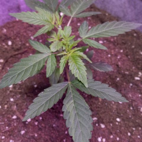 ChicaliWeed420 #1 growlog timeline photo