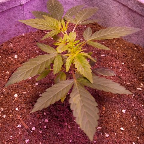 ChicaliWeed420 #1 growlog timeline photo